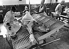 1965 Bangladesh. Calf secured for vaccinia virus production