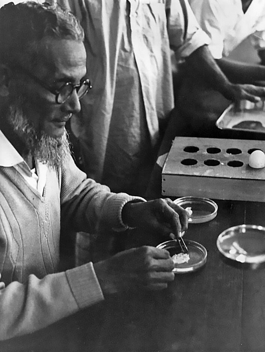 1965 Bangladesh. Counting pockmarks on the chorioallantoic membrane