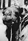 1976 Ethiopia. Camel